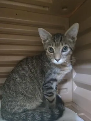 A baby medium-sized male Domestic Short Hair cat named Liam for adoption in Savannah, GA