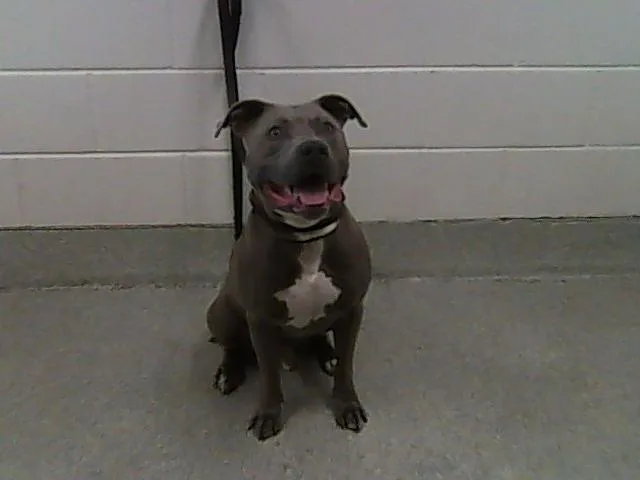 An adult medium-sized male Pit Bull Terrier dog named Beefcake for adoption in Loveland, CO