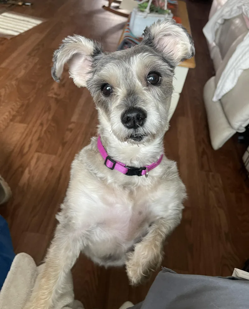 An adult small-sized female Gray / Blue / Silver Schnauzer dog named Sassy for adoption in Albany, NY