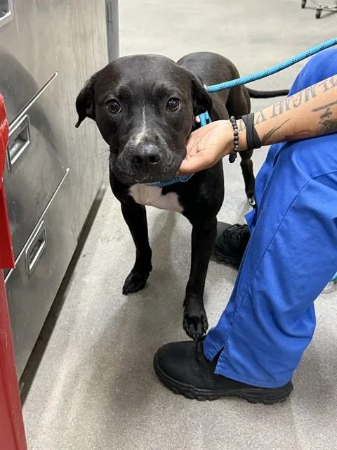 A young medium-sized female Pit Bull Terrier dog named Ebony for adoption in Upper Marlboro, MD