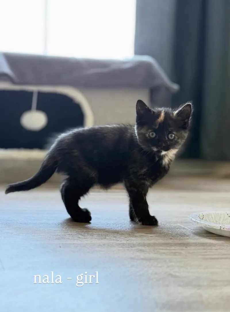 A baby small-sized female Domestic Short Hair cat named Nala for adoption in Canton, CT