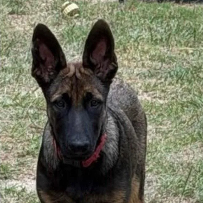 A baby large-sized male German Shepherd Dog dog named Duke for adoption in Bloomfield, CT