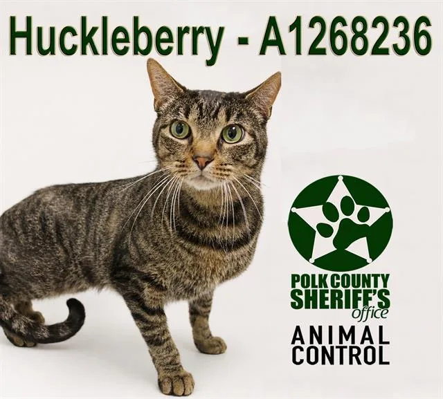 An adult large-sized male Domestic Short Hair cat named Huckleberry for adoption in Winter Haven, FL