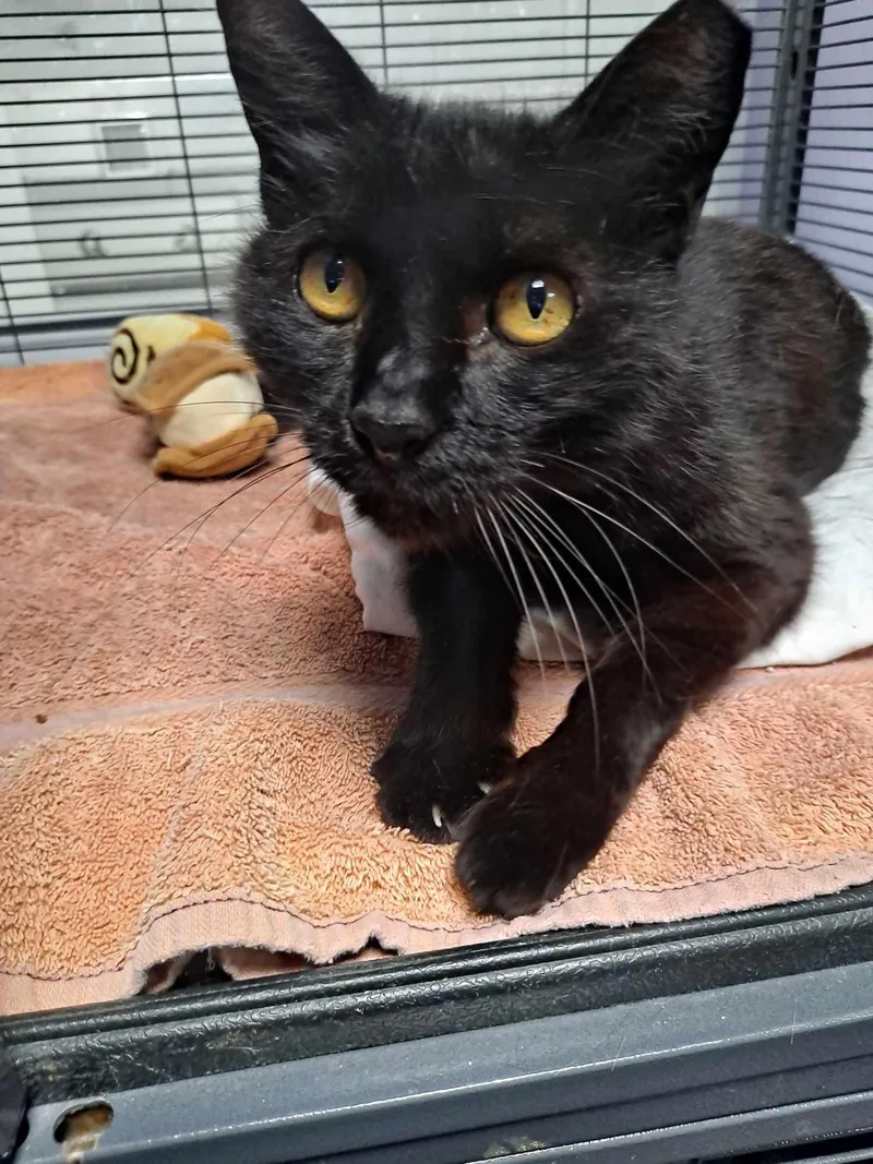 A senior medium-sized female Black Domestic Short Hair cat named Stubby for adoption in West Palm Beach, FL