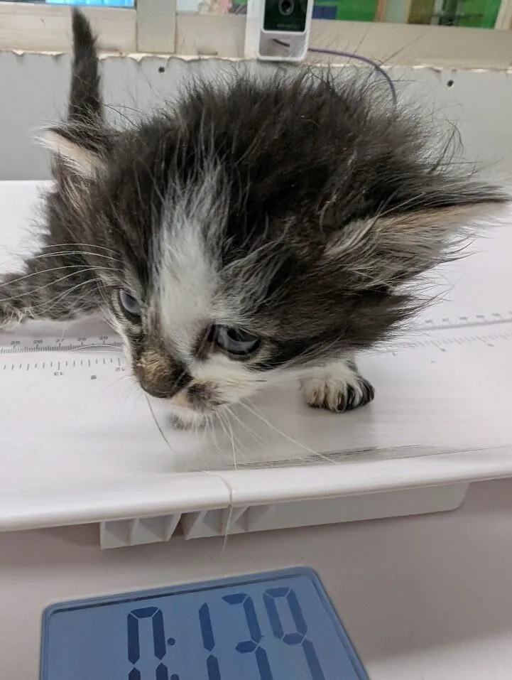 A young medium-sized female Tabby (Brown / Chocolate) Domestic Medium Hair cat named Amethyst for adoption in Adrian, MI