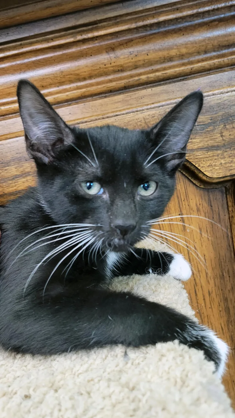 A baby small-sized female Black & White / Tuxedo Domestic Short Hair cat named Santini for adoption in Centerville, UT