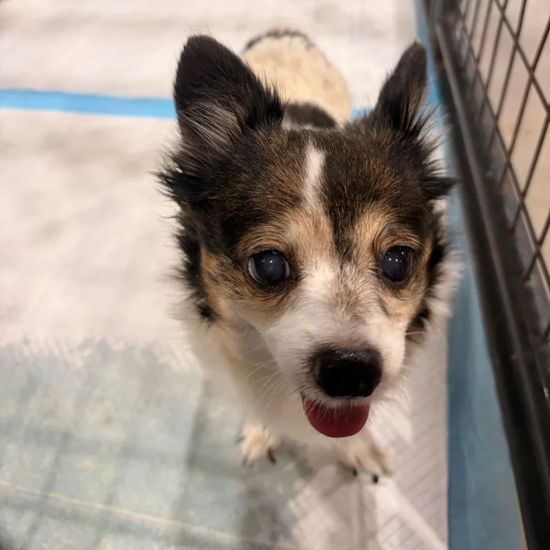 A senior small-sized female White / Cream Chihuahua dog named Licky for adoption in Harlingen, TX