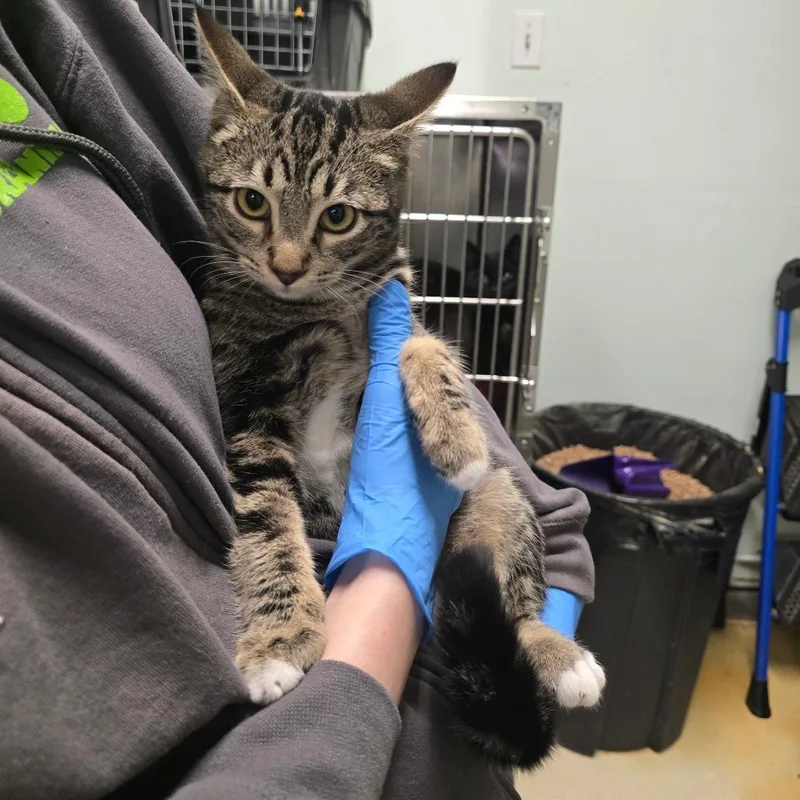 A baby small-sized male Brown / Chocolate Domestic Short Hair cat named Sorcerer for adoption in Spokane, WA