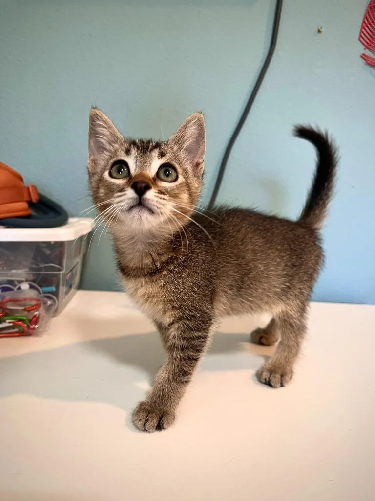 A baby small-sized male Domestic Short Hair cat named Bean for adoption in Los Angeles, CA