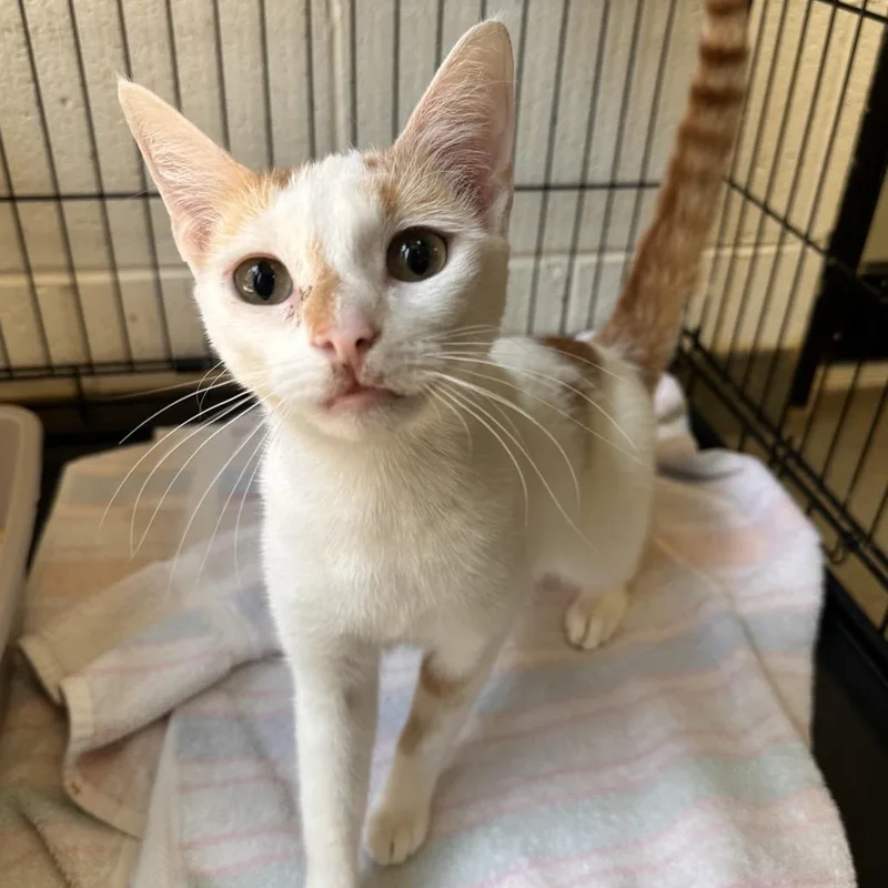 A young medium-sized female Orange / Red Domestic Short Hair cat named Miriam for adoption in Rocky Mount, VA
