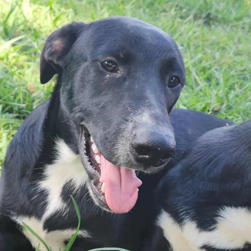 Gizmo Local Dog thumbnail 3