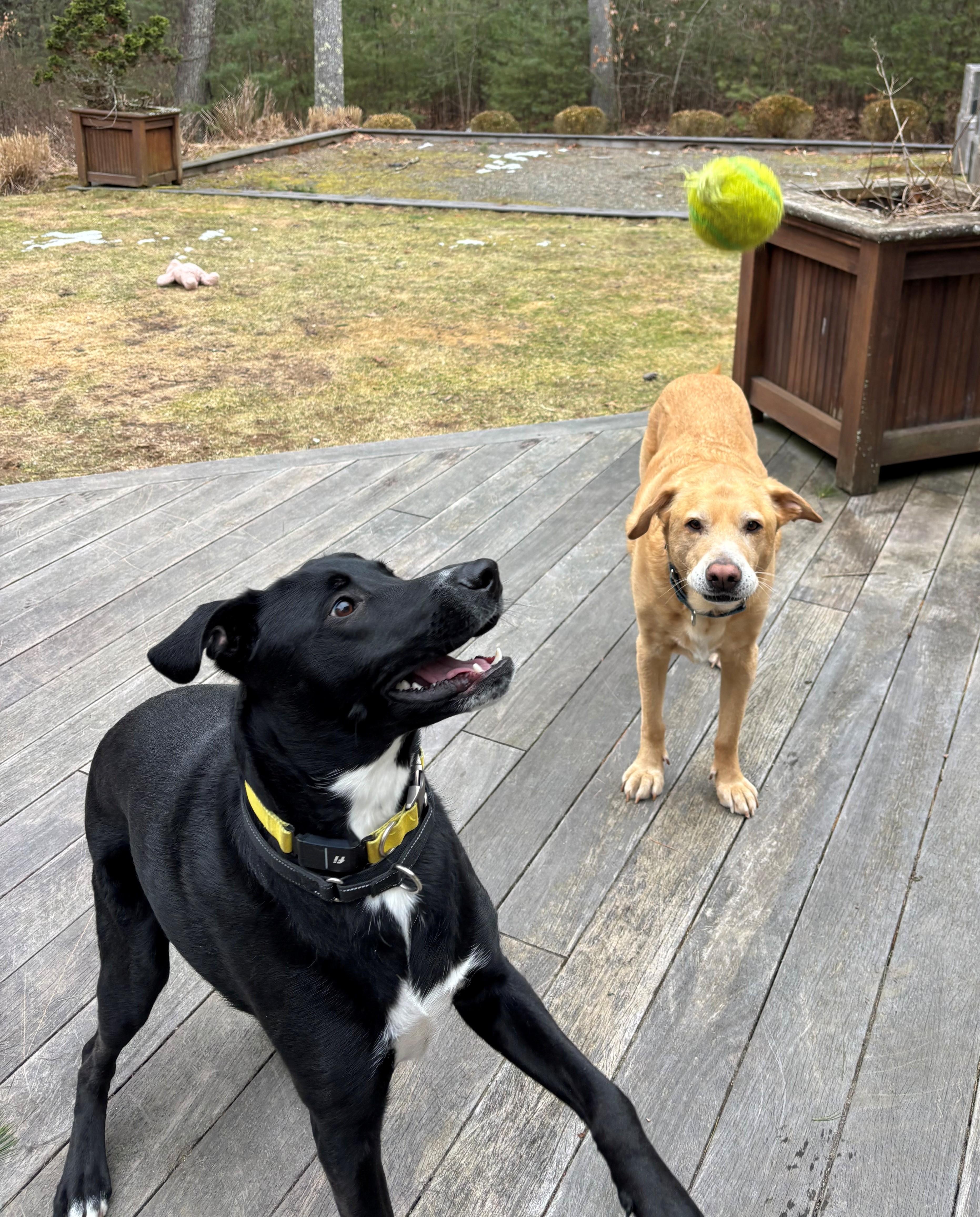 Gizmo Local Dog thumbnail 4