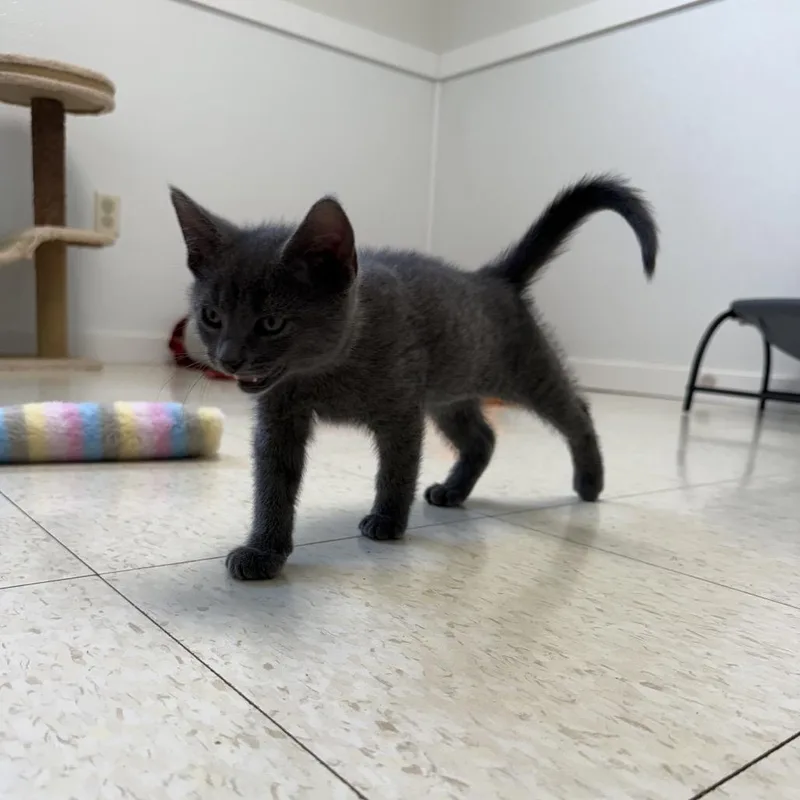 A baby small-sized male Gray / Blue / Silver Domestic Short Hair cat named Kronos for adoption in Milford, IA