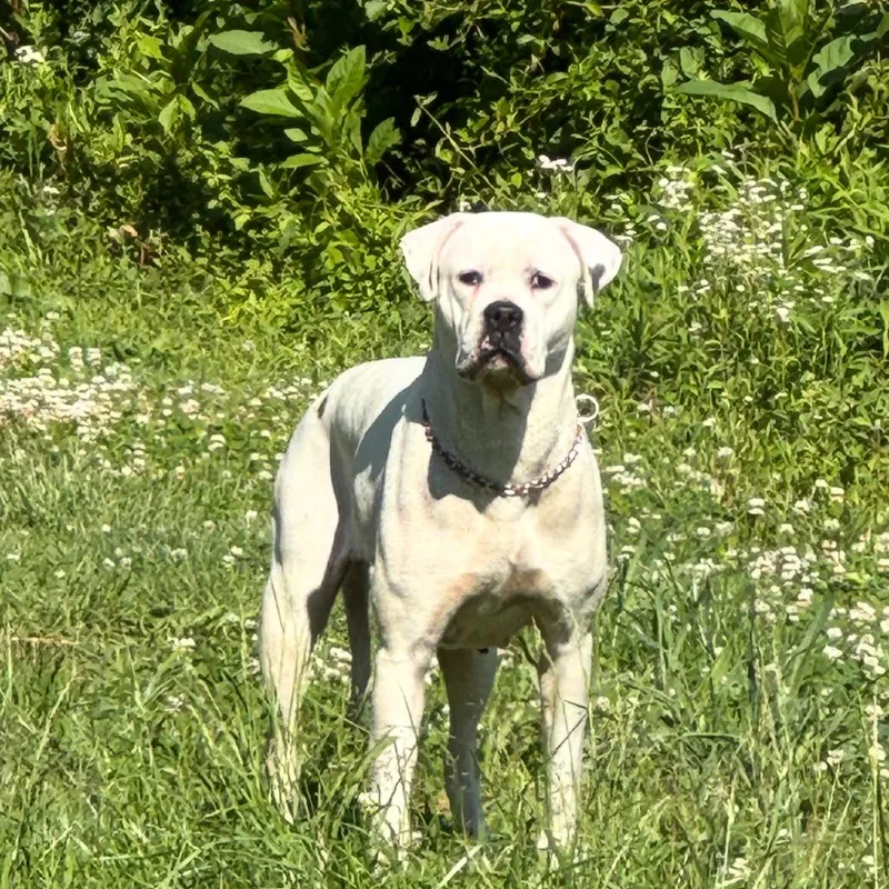 Lilly Lou