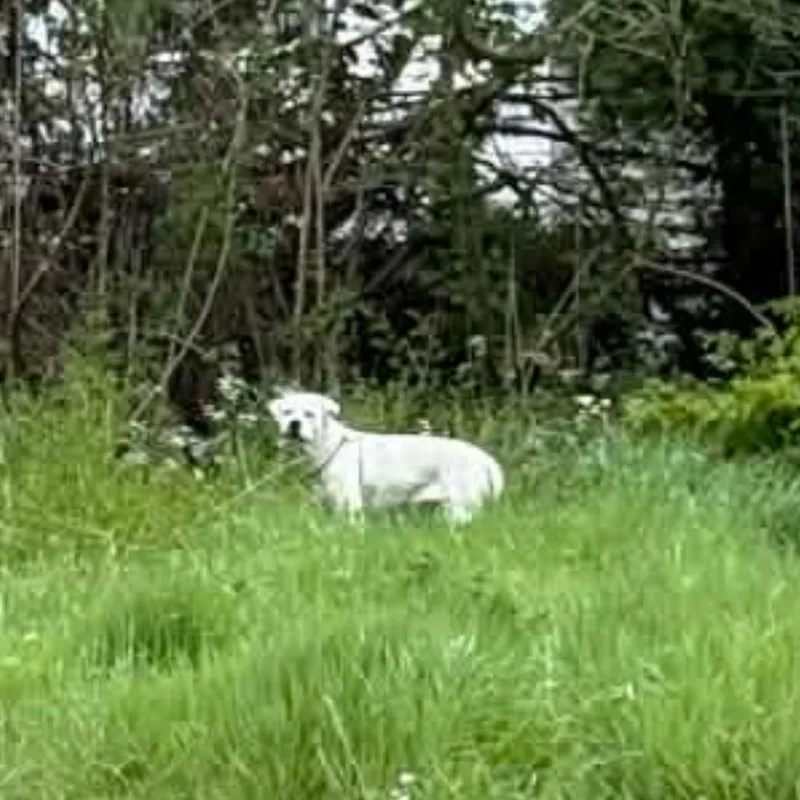 Lilly Lou thumbnail 3