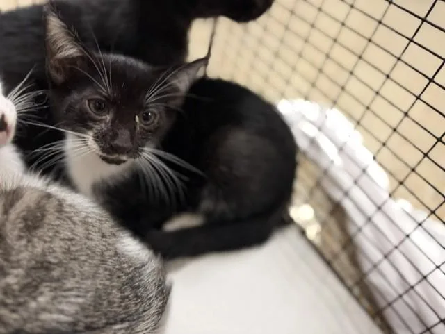 A baby small-sized female Domestic Short Hair cat named Candy for adoption in Miami, FL