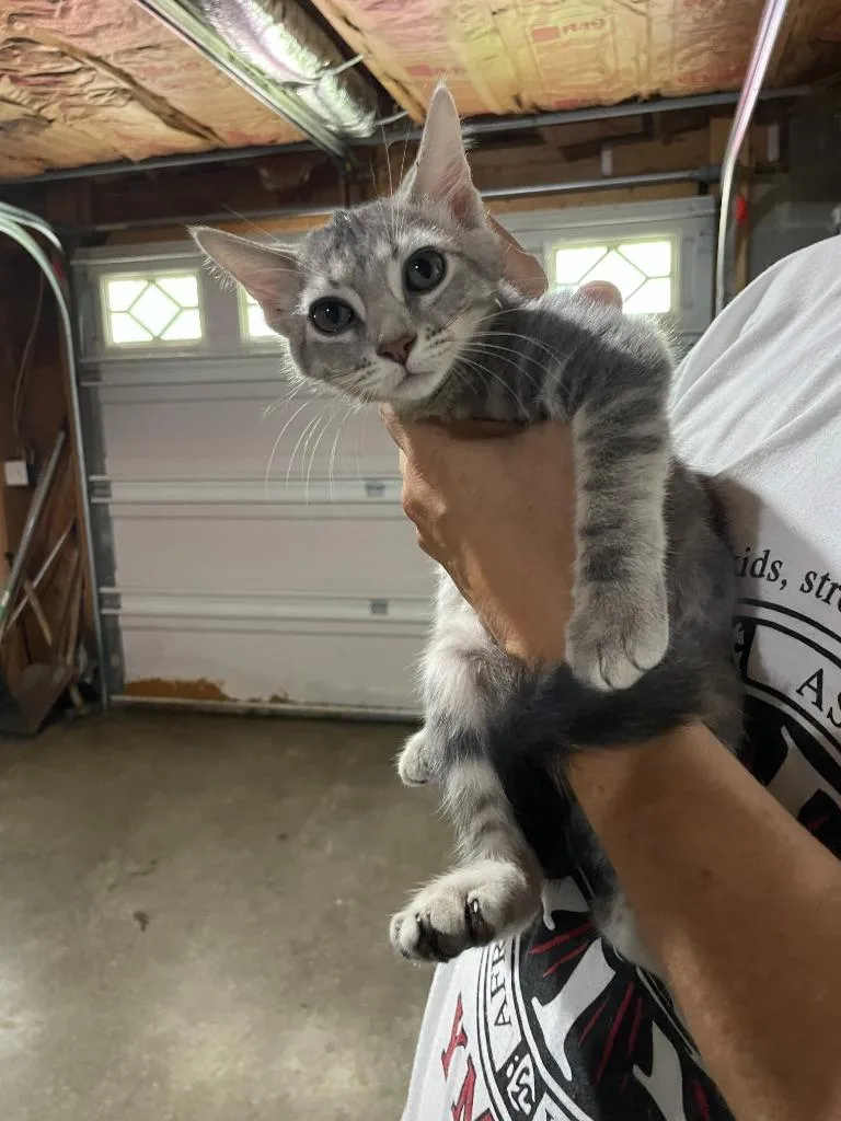 A baby medium-sized female Domestic Short Hair cat named Perla for adoption in Fort Oglethorpe, GA