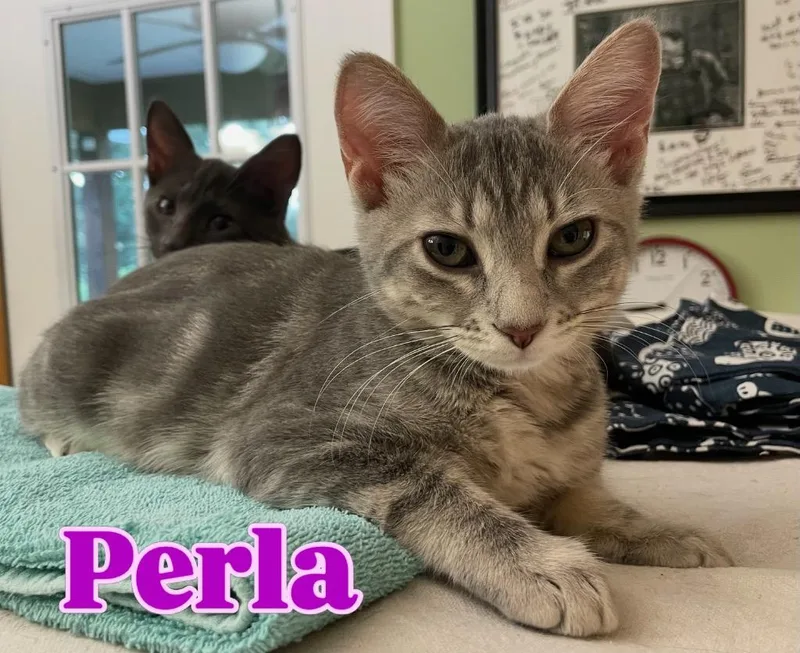 Perla thumbnail 2