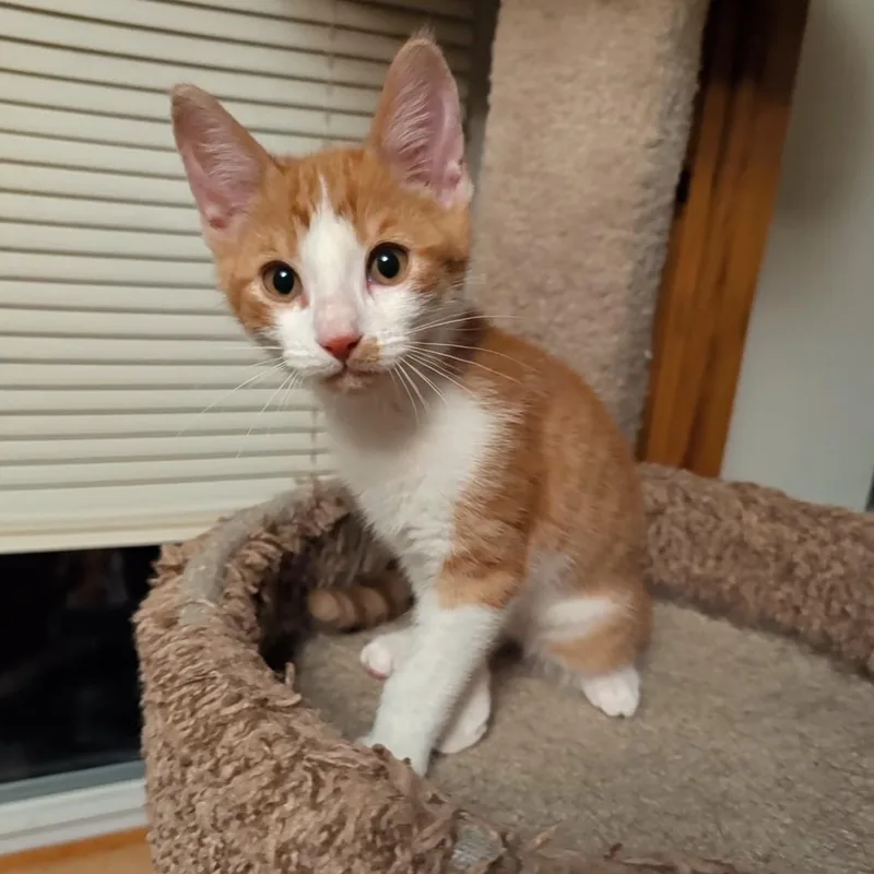A baby medium-sized female White Domestic Short Hair cat named Timmy & Redi Rock for adoption in Buffalo, NY