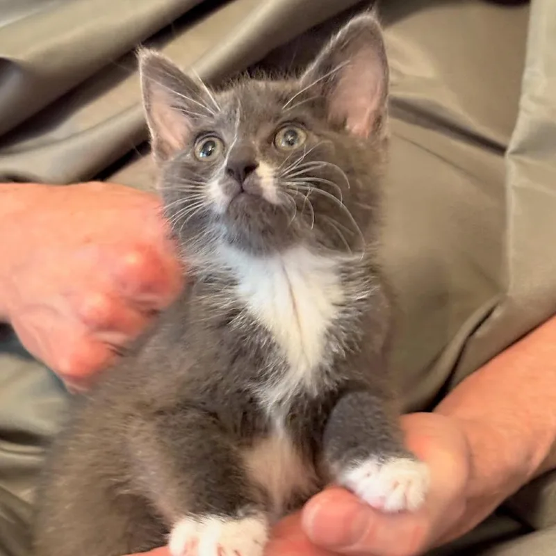 A baby small-sized female White Domestic Short Hair cat named Sassy for adoption in Newport News, VA