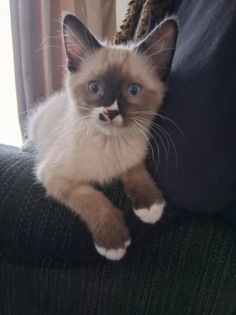 A young medium-sized male Cream Point Siamese cat named Mr Peeps for adoption in Pocatello, ID