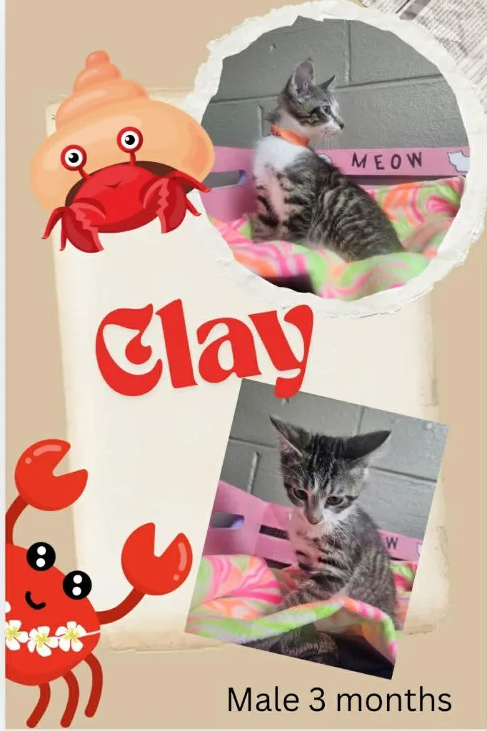 A baby small-sized male Domestic Short Hair cat named Clay for adoption in Blountville, TN