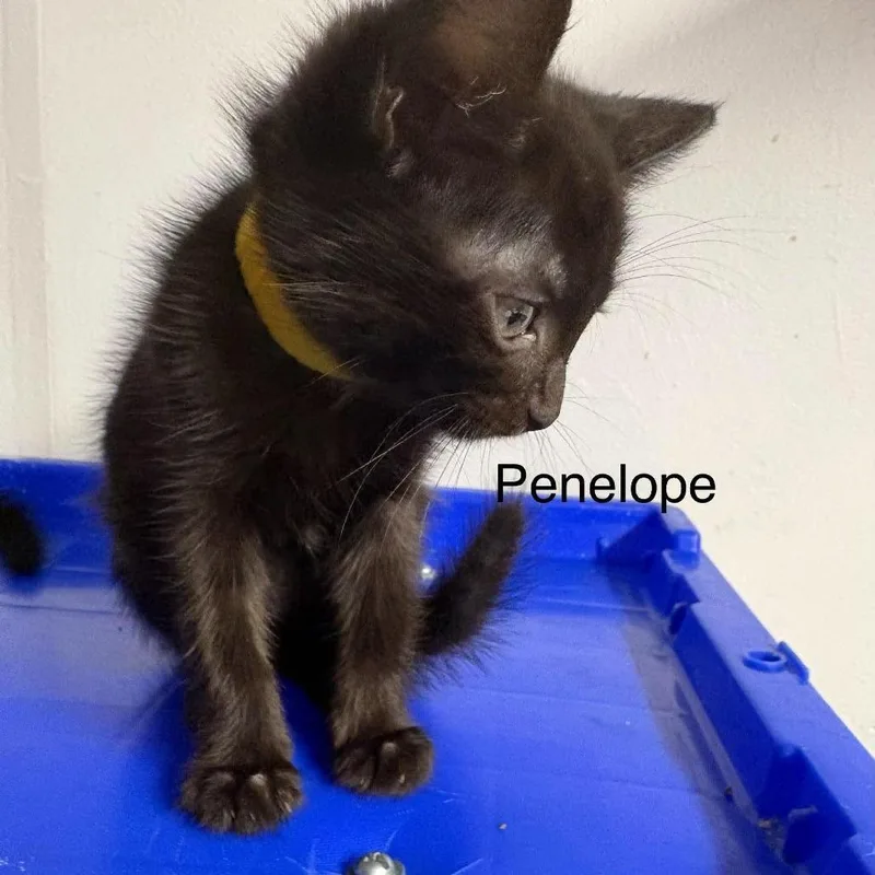 A baby small-sized female Black Domestic Medium Hair cat named Penelope for adoption in FAIRWAY, KS