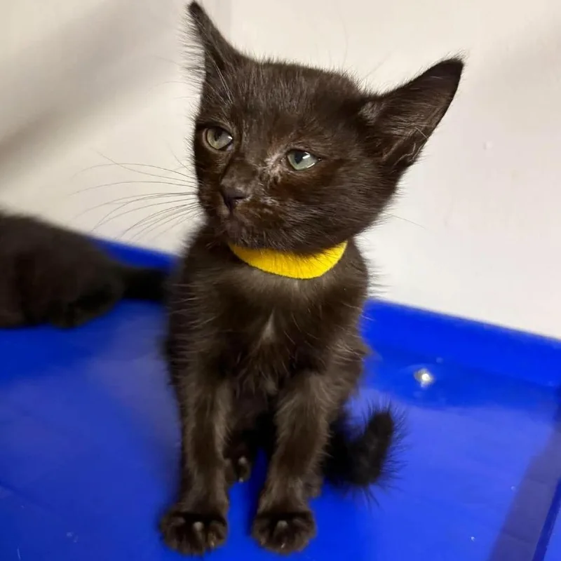 Penelope thumbnail 2