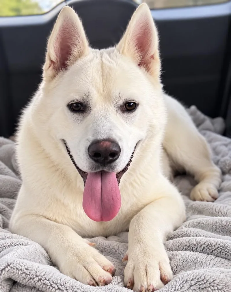 A baby extra large-sized male Akita dog named Dagger for adoption in Crossville, TN