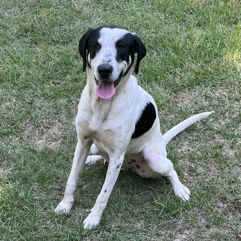 Sadie