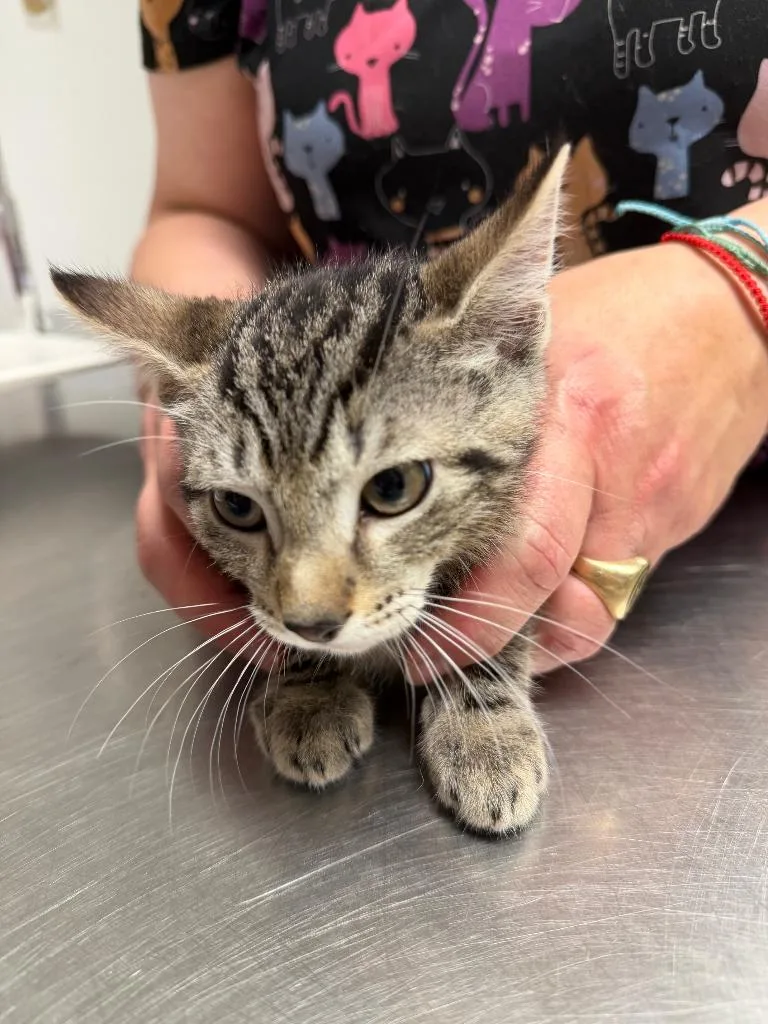 A baby small-sized male Domestic Short Hair cat named Blitz for adoption in Ewing, NJ