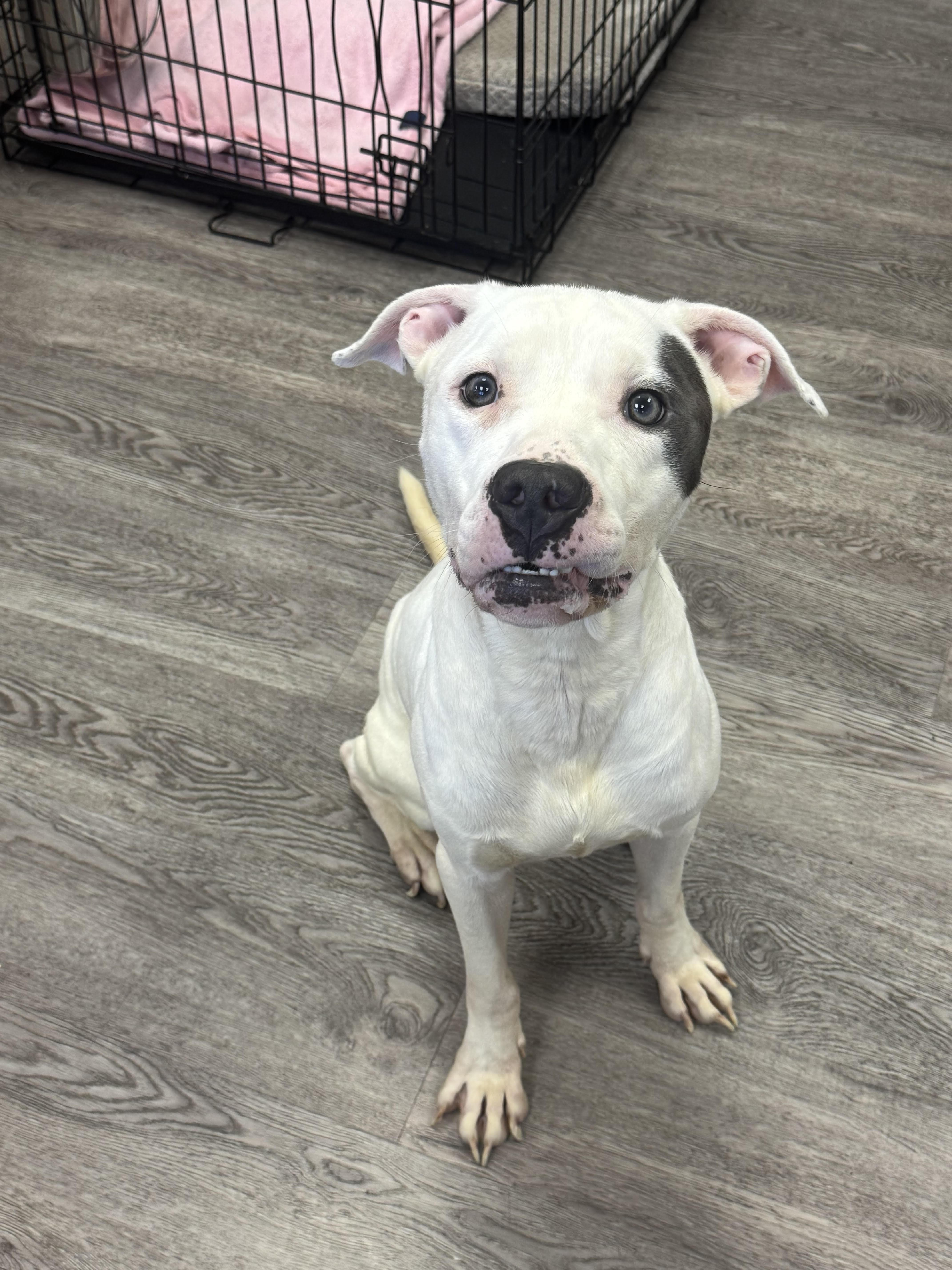 A young medium-sized male American Bully dog named Leroy for adoption in Newburgh, NY