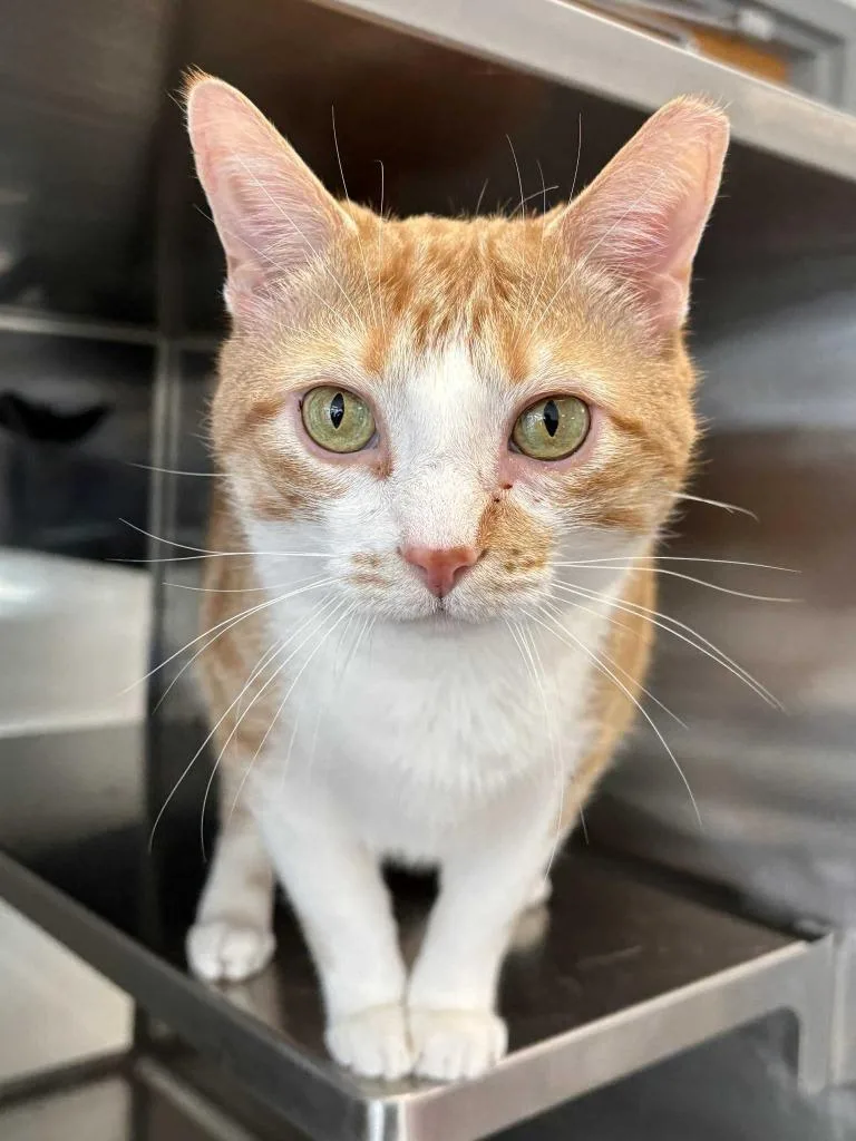 A senior medium-sized male Domestic Short Hair cat named Kaa for adoption in New Kensington, PA