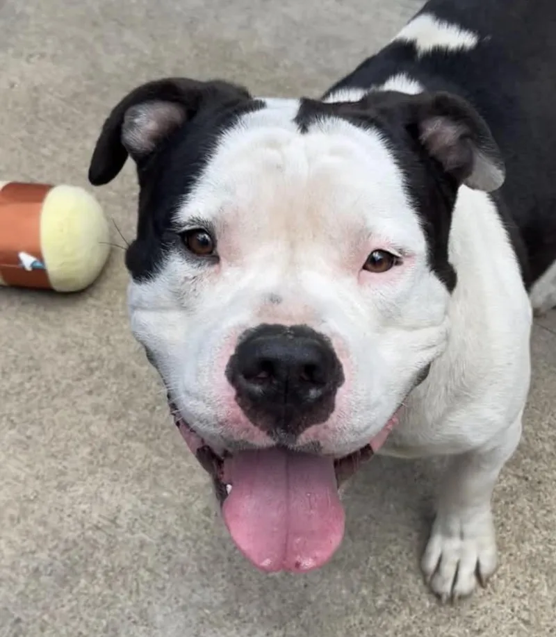 An adult medium-sized male White / Cream Pit Bull Terrier dog named Pop Tart for adoption in Chicago, IL