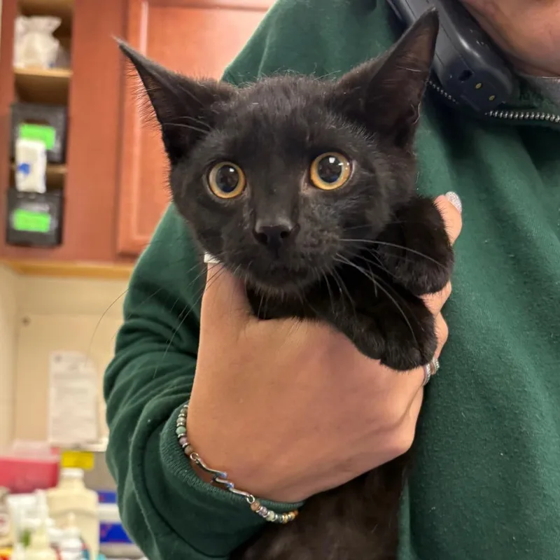 A baby small-sized male Black Domestic Short Hair cat named Count Von Count for adoption in Brockton, MA