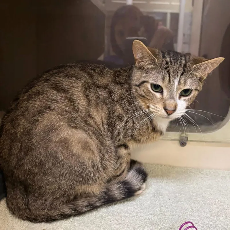 A young medium-sized male Brown / Chocolate Domestic Short Hair cat named Tiramisu for adoption in Waynesboro, PA