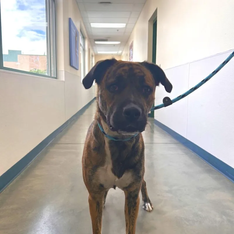 A young large-sized female Brindle Mastiff dog named Chai for adoption in Reno, NV