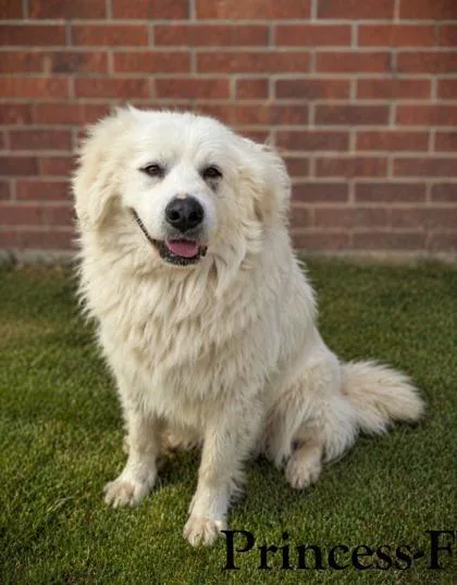 An adult large-sized female Great Pyrenees dog named Princess for adoption in Guntersville, AL