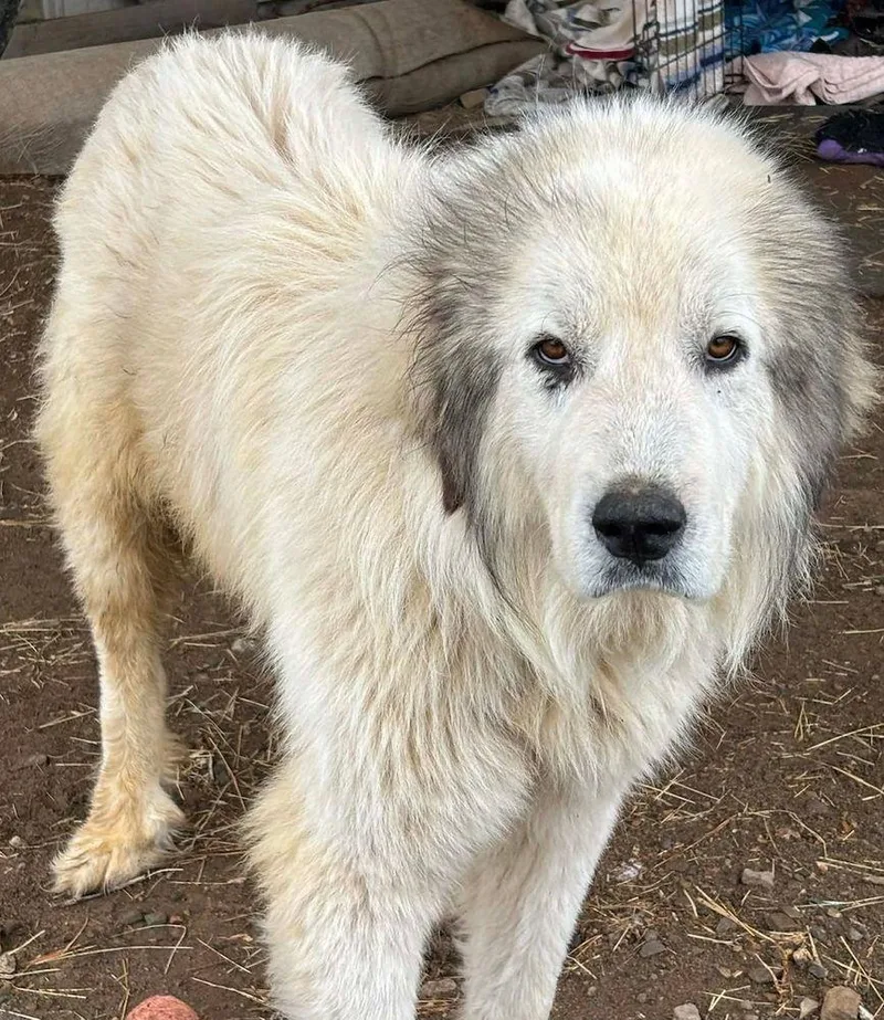 An adult extra large-sized male White / Cream Great Pyrenees dog named Arthur for adoption in Larkspur, CO