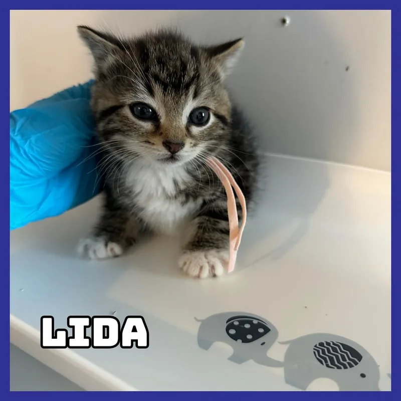 Lido