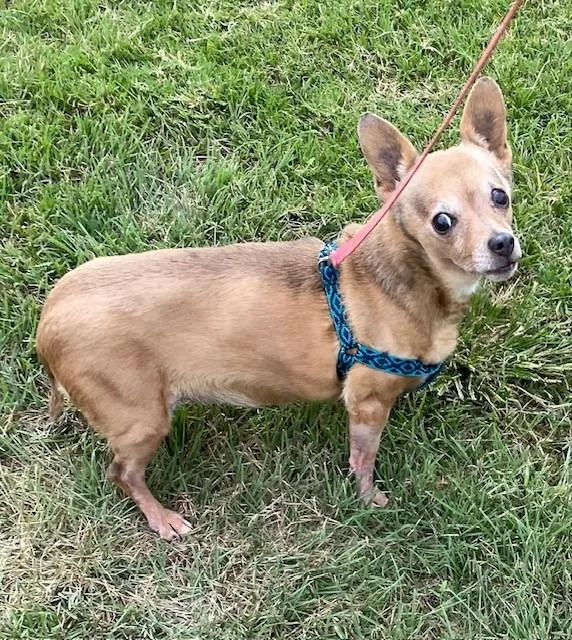 A senior small-sized female Yellow / Tan / Blond / Fawn Chiweenie dog named Bella for adoption in Henrietta, TX