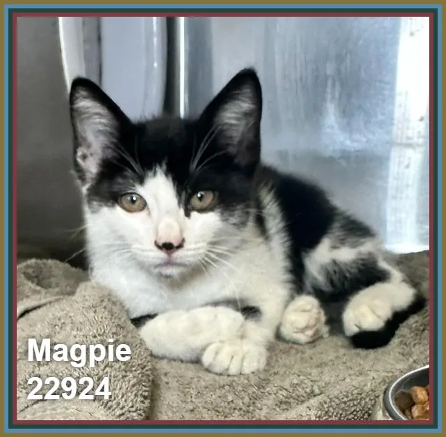 A baby medium-sized female Black & White / Tuxedo Domestic Short Hair cat named Magpie for adoption in Marietta, GA