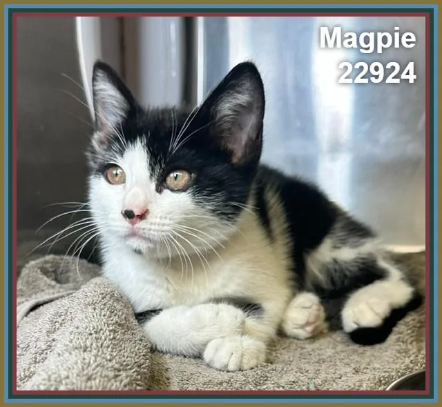 Magpie thumbnail 2