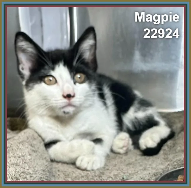 Magpie thumbnail 4