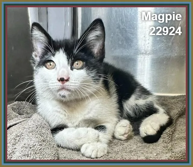 Magpie thumbnail 5