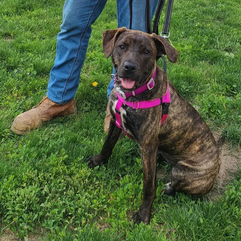 A young medium-sized female Brindle Pit Bull Terrier dog named Aurora for adoption in Northville, MI