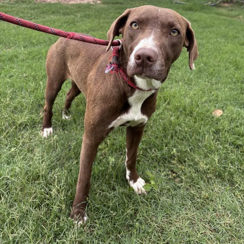 A young medium-sized female Red / Chestnut / Orange Labrador Retriever dog named Layla for adoption in Floresville, TX