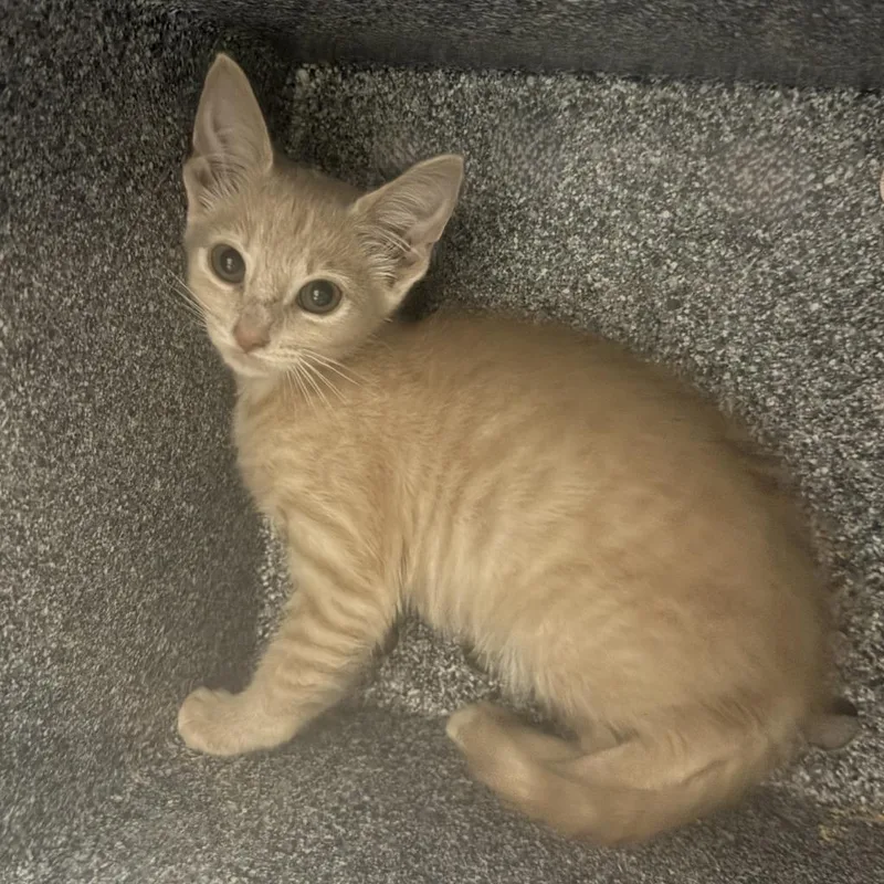A baby medium-sized female Domestic Short Hair cat named Melon for adoption in Brenham, TX