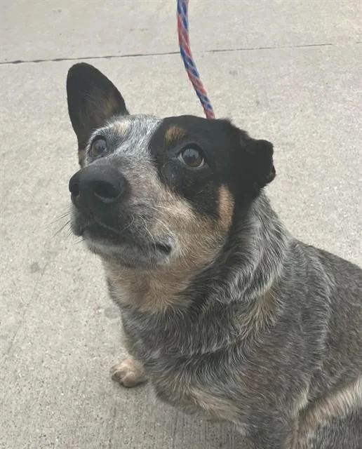 An adult small-sized female Australian Cattle Dog / Blue Heeler dog named Pearl for adoption in Dallas, TX