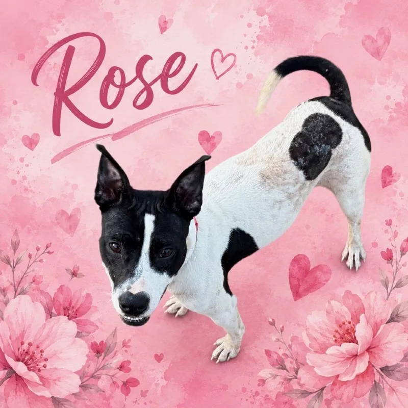 A young medium-sized female White / Cream American Staffordshire Terrier dog named Rose for adoption in Mooresville, IN